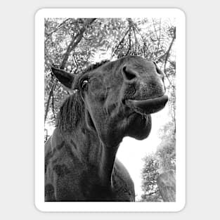 Funny horse face Black horse Sticker